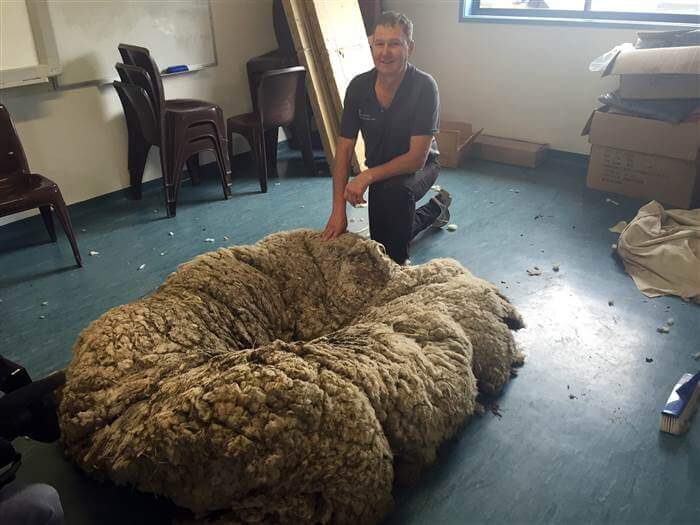 sheared wool