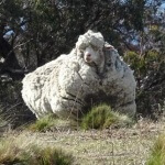 sheeps wool