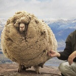 89 pounds of wool