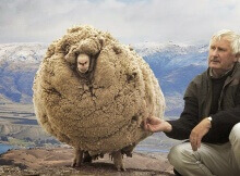 89 pounds of wool