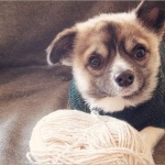 Free Knit Dog Sweater