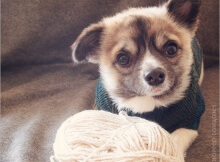 Free Knit Dog Sweater