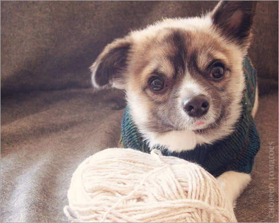 Free Knit Dog Sweater