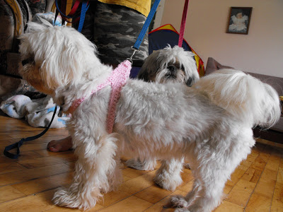 Free step in dog hotsell harness pattern