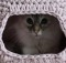 Crochet a Snuggly Cat Pod