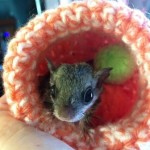 Knit and Crochet Orphan Animal Nests