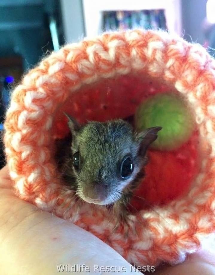 Knit and Crochet Orphan Animal Nests